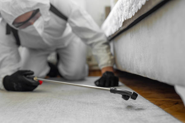Professional Ant Control technician working in Brockton, MA